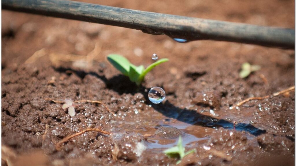 Irrigação por gotejamento